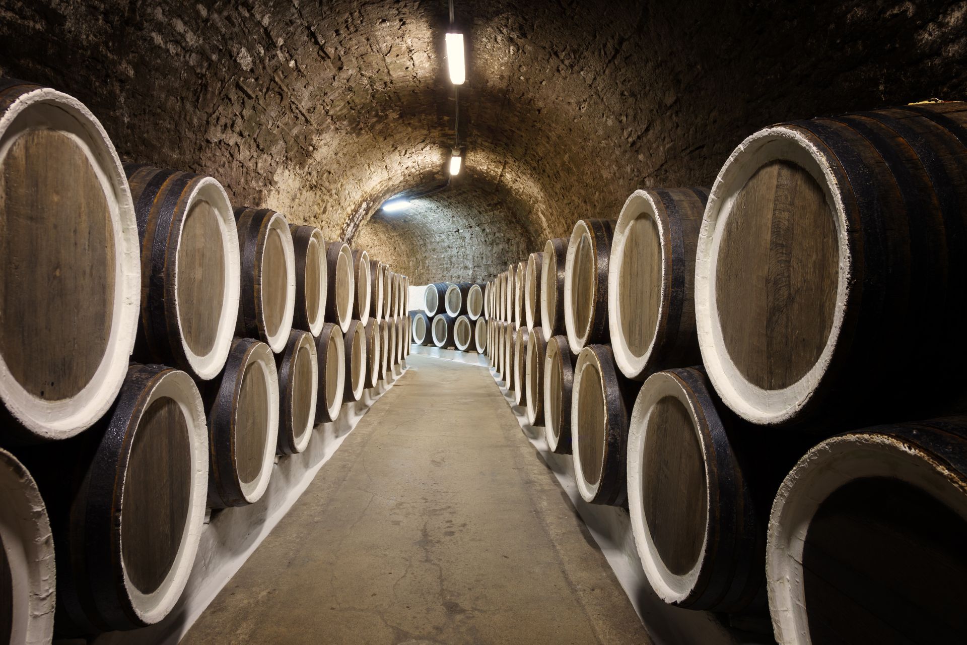 Barrels in the wine cellar