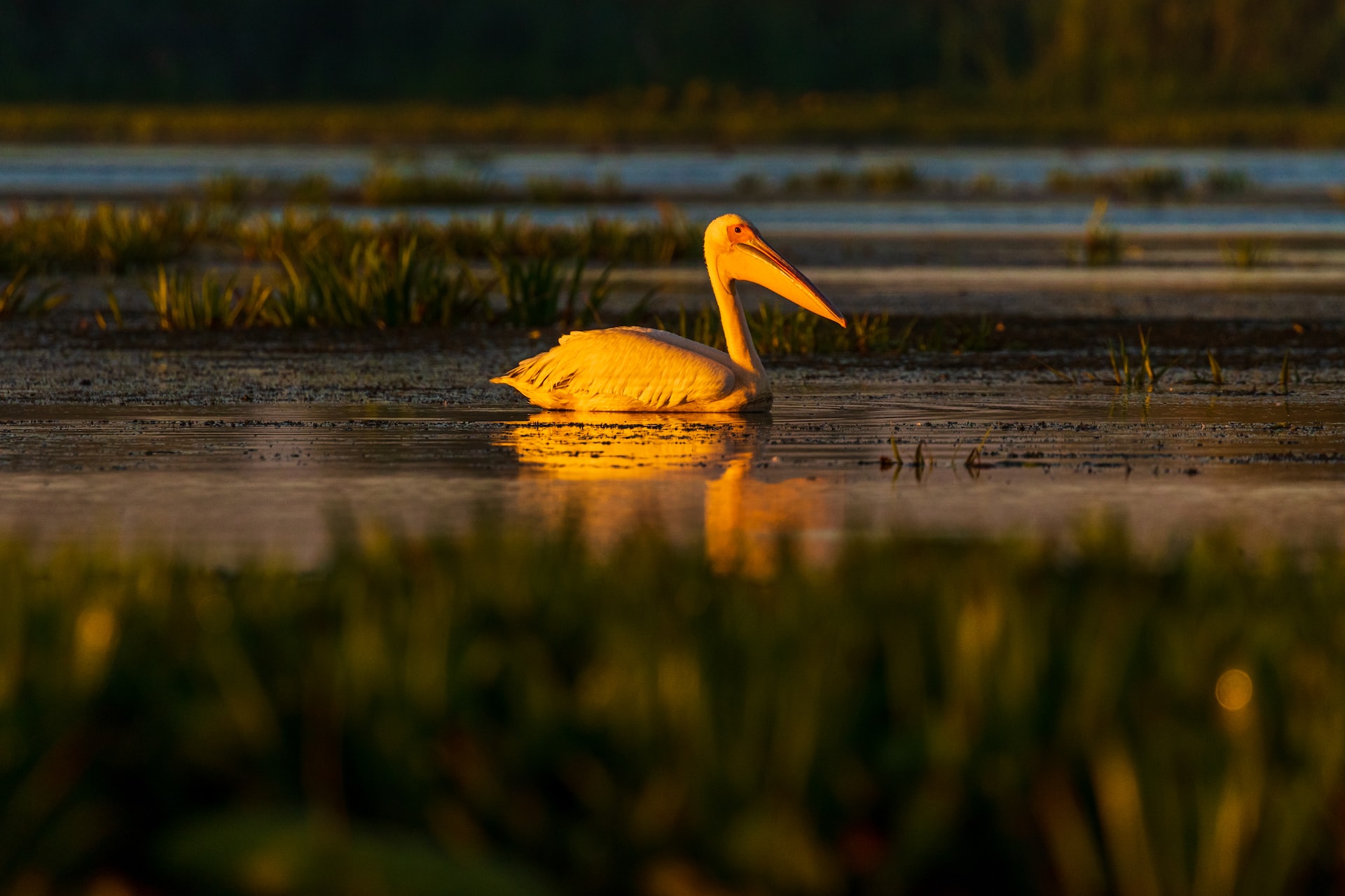 Pelican in the Delta