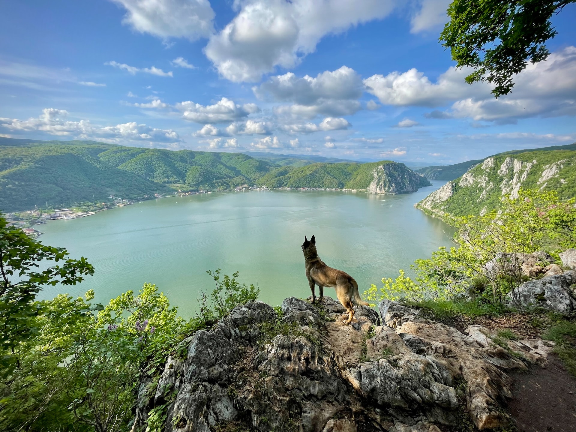 Dog enjoying view of the Iron Gates on Danube River